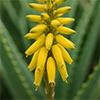 Aloe Blossom